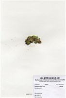 藏品(邊唇孢藻)的圖片